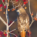 11SB8970 Red-tailed Hawk in Autmn